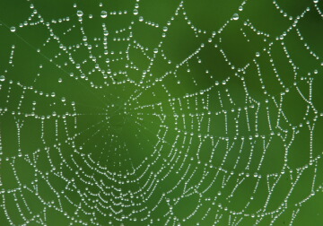 Spider Web