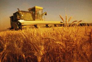 Wheat Farm
