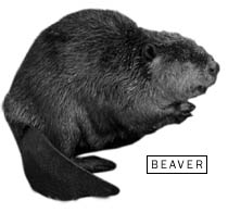 Beaver