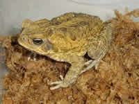 Cane Toad