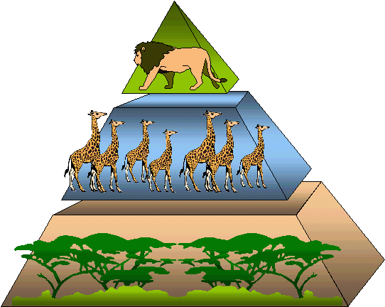 Ecological Pyramid